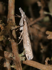 Orocrambus cyclopicus