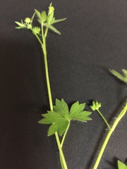 Ranunculus parviflorus