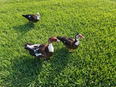 Cairina moschata domestica