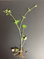 Ranunculus parviflorus