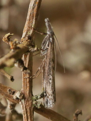 Orocrambus cyclopicus