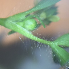 Ranunculus parviflorus