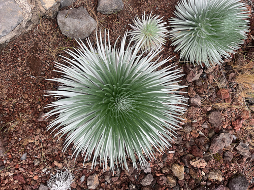 Argyroxiphium kauense observed 2026-06-17