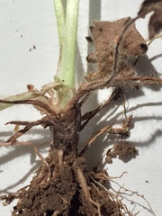 Ranunculus parviflorus