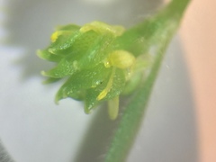 Ranunculus parviflorus