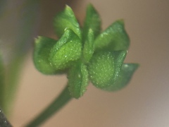 Ranunculus parviflorus