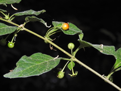 Lycianthes tricolor