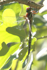 Coryphaeschna ingens