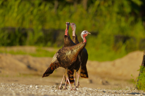 Wild Turkey photographed in Indiana