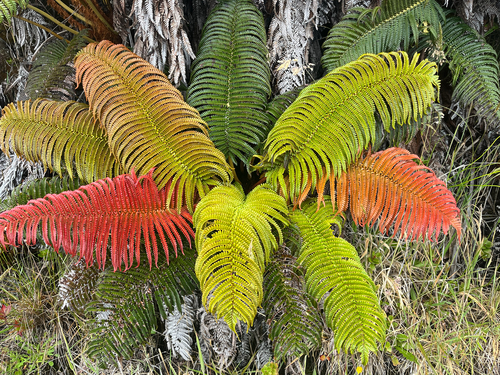 Sadleria cyatheoides observed 2026-06-17
