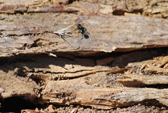 Camponotus laevissimus