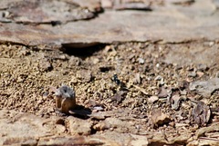 Camponotus laevissimus