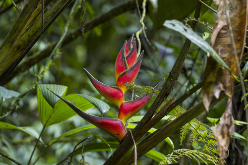 Heliconia orthotricha, photograph 6