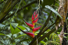 Heliconia orthotricha, photograph Frank Dietze, CC BY, iNaturalist via GBIF