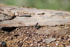 Camponotus laevissimus