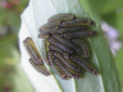 Apareophora forsythiae