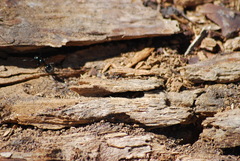 Camponotus laevissimus