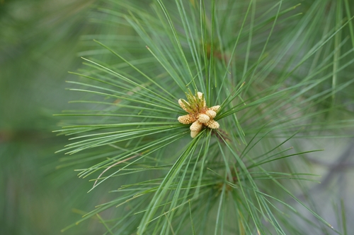 eastern white pine