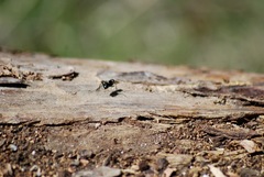 Camponotus laevissimus