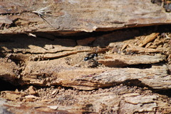 Camponotus laevissimus