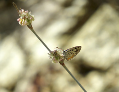 Euphilotes enoptes dammersi