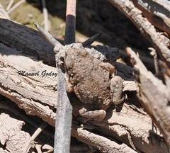 Pleurodema nebulosum