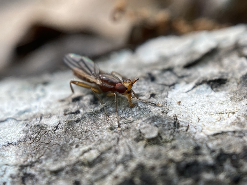 Oidematops ferrugineus