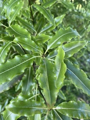 Pittosporum eugenioides
