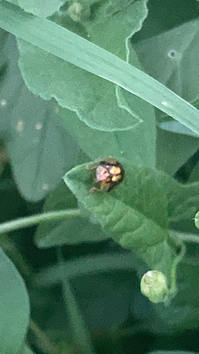 Mottled Tortoise Beetle