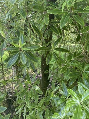 Pittosporum eugenioides