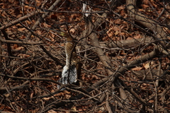 Tigrisoma lineatum