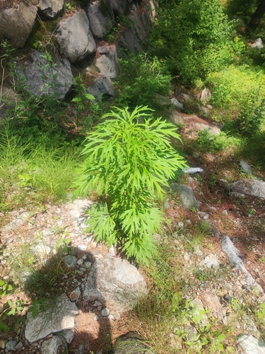 Artemisia sylvatica iNat (2)