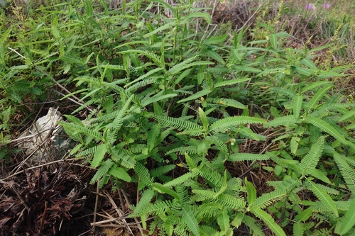 Aeschynomene indica, photograph 4