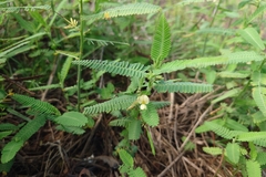 Aeschynomene indica, photograph (c) 如此甚好, some rights reserved (CC BY)