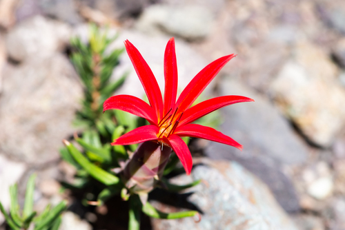 Mutisia subulata