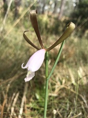 Cleistesiopsis