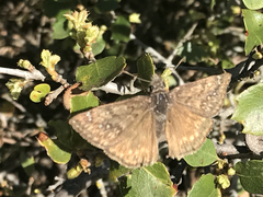 Erynnis propertius