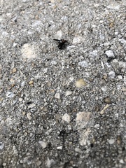 Plecia nearctica image