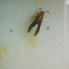 Polistes instabilis