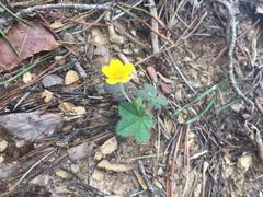 Potentilla canadensis