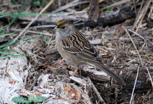 Golden-crowned Sparrow, photo 7 of 10