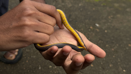Kerala Shieldtail