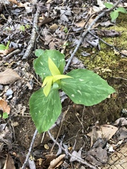 Trillium luteum