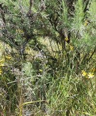 Triteleia ixioides ixioides