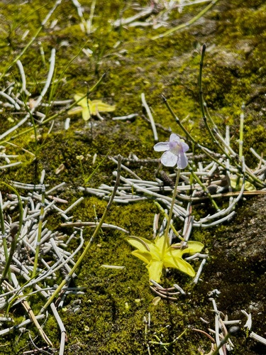 Common Butterwort