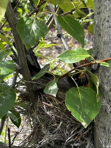 American Robin