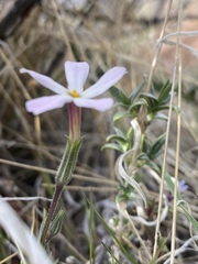 Phlox longifolia