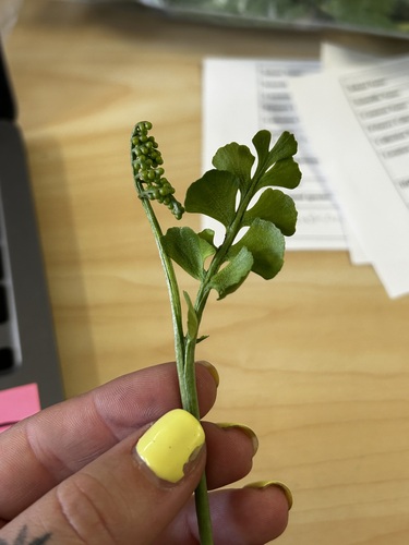 Mingan moonwort
