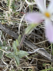 Phlox longifolia