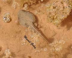 Pleurodema nebulosum